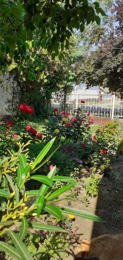 Marika Vendeghaz Apartment Abádszalók Екстериор снимка